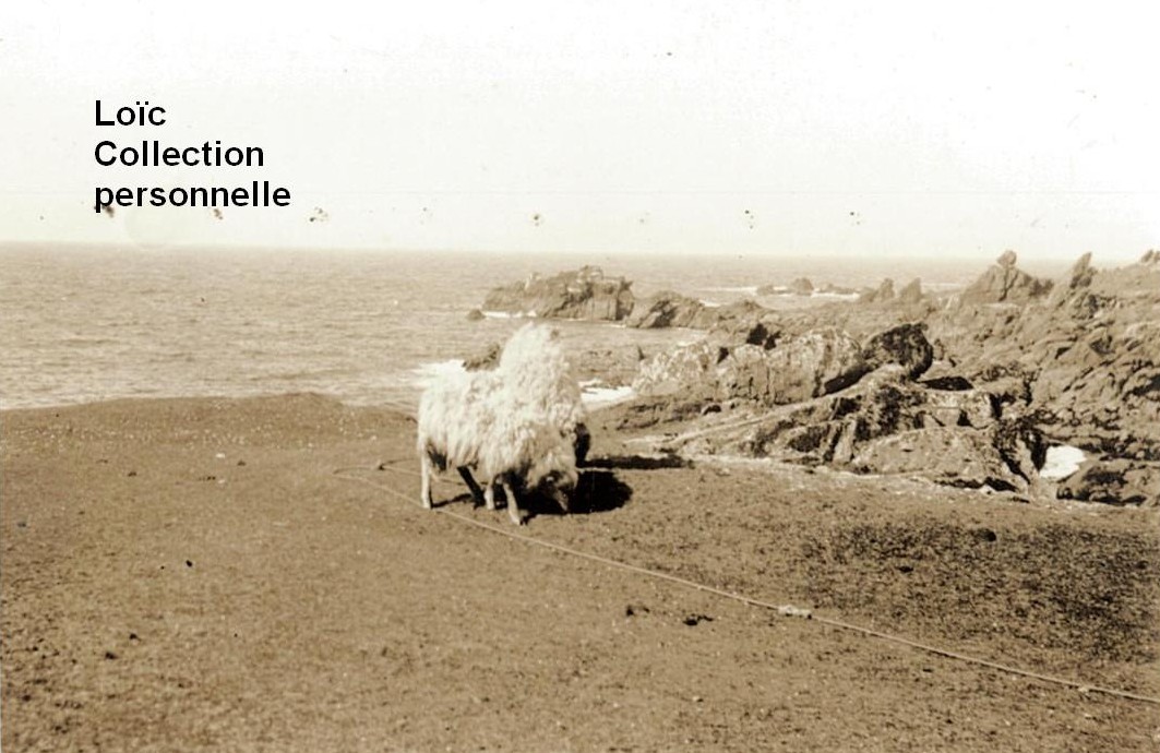 moutons-ouessant-annees-1930-1.jpg