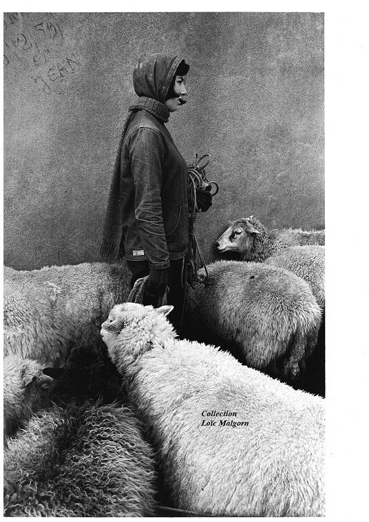 Foire aux moutons Hersant